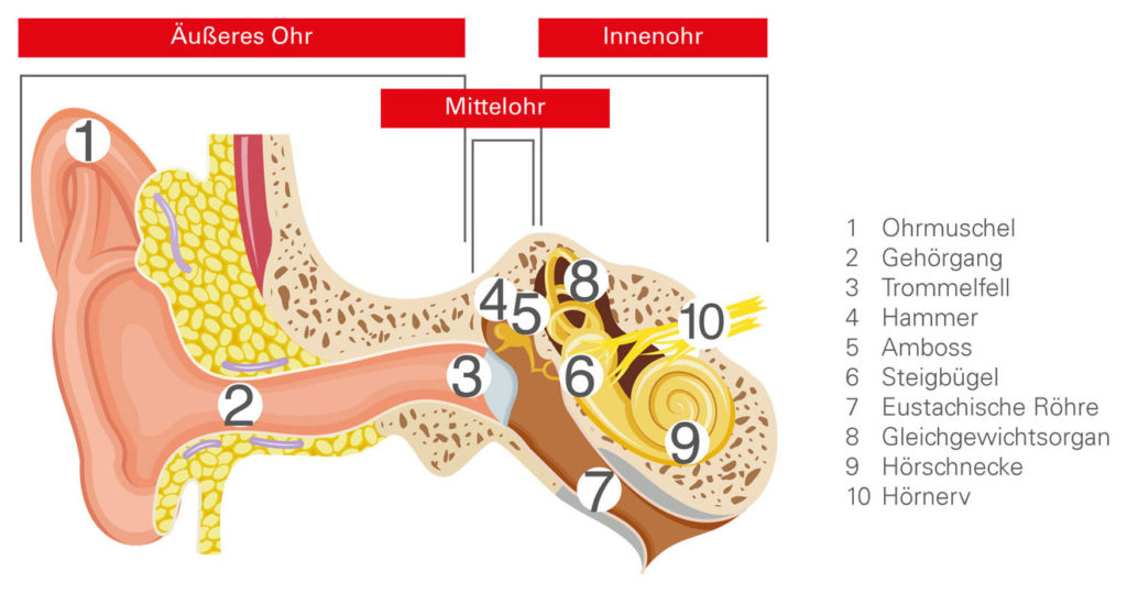 Aufbau des Ohres